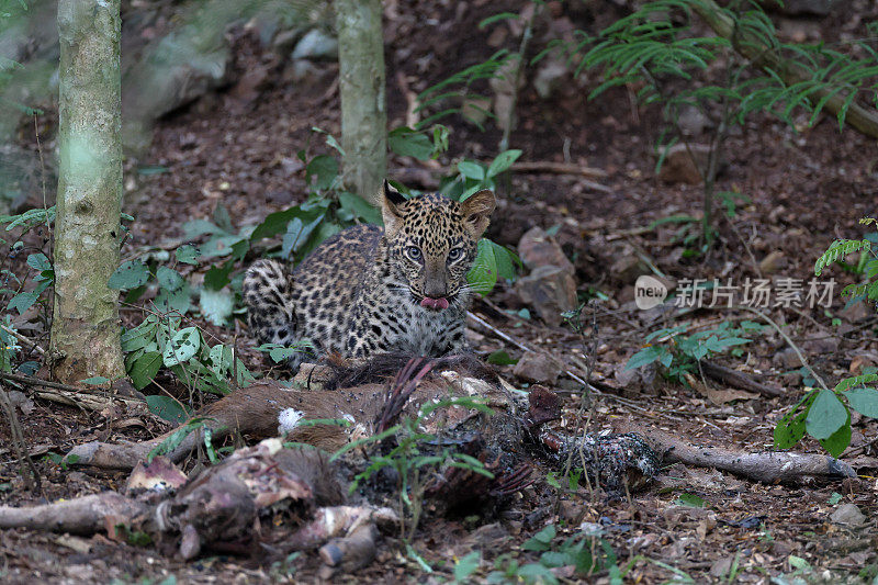 捕猎动物:亚成年豹(Panthera pardus)